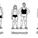 More About The Ectomorph, Endomorph, Mesomorph – Part 2