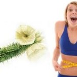 Using Hoodia to Lose Weight – Part 1