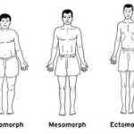 More About The Ectomorph, Endomorph, Mesomorph – Part 3