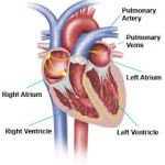 How the Heart Works – Part 1