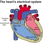 How the Heart Works – Part 2