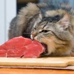 Raw Cat Food – Part 1