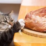 Raw Cat Food – Part 2