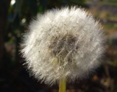 Dandilion