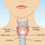 Insulin and the thyroid gland