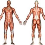 Abdominal Muscle Anatomy